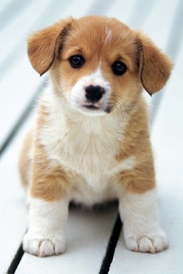 From britsub to SimX. With the new airdrop feature (thanks MoA) we can now send anything as a gift. Hope this adorable puppy gets on well with your dog, Boss